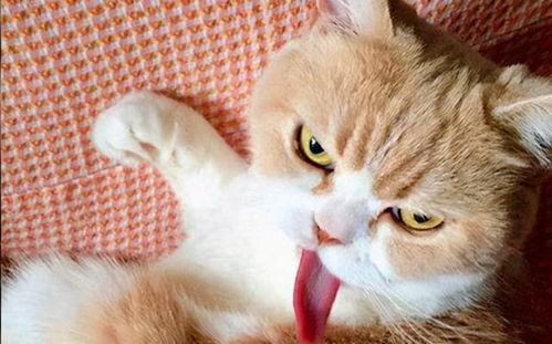 熊猫吃短信 