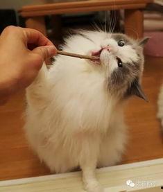 熊猫吃短信 