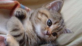 熊猫吃短信 