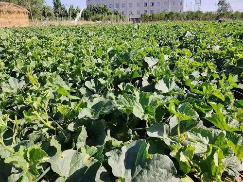 黑料吃瓜网apk普通安装 